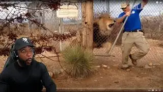 Animal Encounters But They Get Crazier AND CRAZIER Reaction!