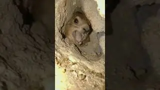 Why Is He STILL Screaming At Me? 😡🤯