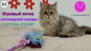 Игривый котик Шотландской породы скоттиш страйт (scottish straight).