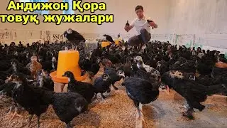 7 хазина💰Андижон Қора товуқ жужалари🐥