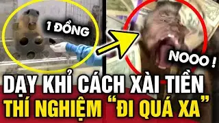 Thí nghiệm DẠY KHỈ XÀI TIỀN, 2 nhà khoa học BUỘC PHẢI DỪNG LẠI vì mọi chuyện ĐI QUÁ XA | Tin 3 Phút