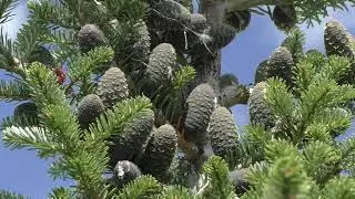 Бальзамическая и корейская пихты с шишками, Пенза