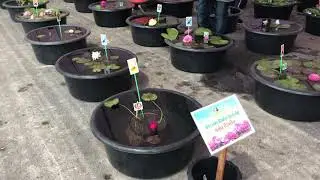 Кувшинки новые сорта на конкурсе.