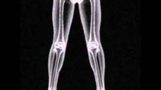 3DSMax: Full Skeleton XRay