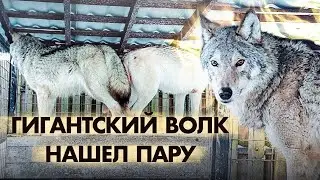 Свадьба гигантских волков. Сюрприз от волкособа Барби.