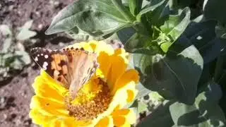 Бабочка на цветке. Футаж для видеомонтажа