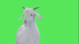 Real Goat Green Screen