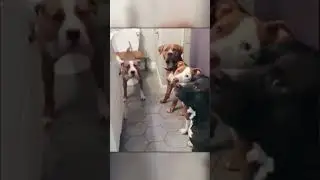 Собаки Заняли Очередь в Туалет