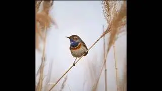 Bird sounds  in garden