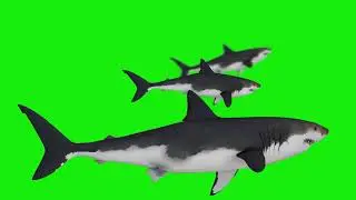 Shark Green Screen Chroma Key - Free Download | No copyright
