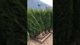 Туя Смарагд Экстра 140-160см #сад #туясмарагд #дача