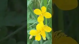Лето 2023 цветы природа и самое главное … 📝❤️
