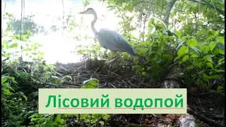 Лісовий водопой