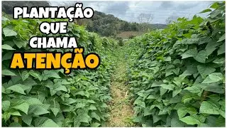 PLANTAÇÃO DE BAIXO CUSTO PARA PEQUENAS PROPRIEDADES