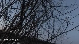 Охота на уток в Якутии! Закрытие весеннего сезона 2021г! Вилюйский район!
