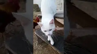 Потягушки кота Бельчика)) #cat #животные #аnimals #cute #котики