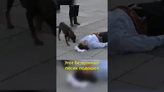 🇹🇷Бездомный Пес Защитил Актера🥹