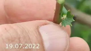 grafting a cultivated hawthorn onto a wild one