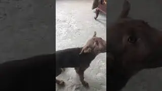 My cute puppy eating mango 😍 #foryou #funnnymoments #dogtrainer #dogshorts #animals