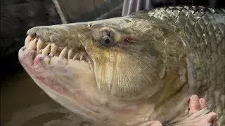 MOST DANGEROUS FISH PREDATORS  || LIVING EARTH ©