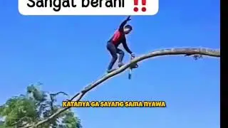 orang ini berani banget melewati 1 batang pohon yang melengkung