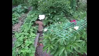 Странные плоды и цветы// Актинидия