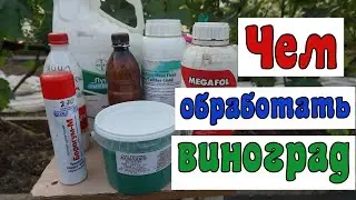 Профилактическая обработка винограда.