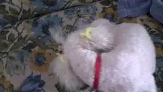 Pxl after getitng her hair cut.