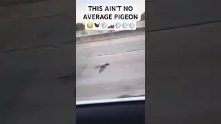 THIS AIN’T NO AVERAGE PIGEON😳🐦‍⬛