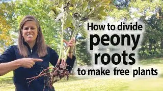 How to Divide Peony Roots to Make Free Plants