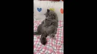 Отец и Сын.  Настоящий Кото-Отец...