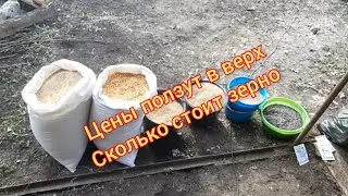 Цены на зерно в 2021 г.  Стоимость 1 кг. Зерносмеси.