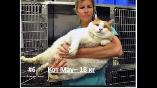 Самые ТОЛСТЫЕ КОТЫ и КОШКИ в МИРЕ - ТОП 10 | Fattest cats in the world - TOP 10