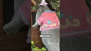Eeyore is too HOT to meet Guests! HOT Disney Characters 