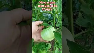 Обзор томата сорта Зарево за лето. 17 июля. #огород #помидоры #дача #овощи