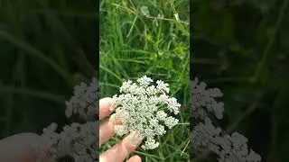 I fiori commestibili della carota selvatica