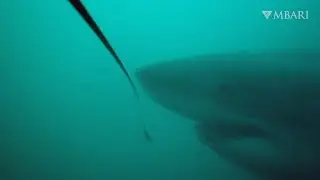 MBARI is using robots and AI to study open ocean predators like white sharks