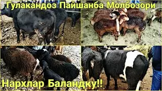 Молбозори Гулакандоз Новвослар ва Бокма Новвослар,Гуножинлар Куйлар Нархлари.Нархлар Баланд1.04.2021