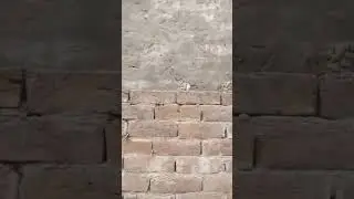 #squirrel #gilahri #squirreljumping #squirreleating #trending #foryou #viral