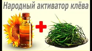 Чесночный активатор клёва на карася своими руками. Чесночные стрелки.