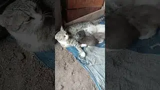 Mama cat feeding her kittens.😍😘🥰