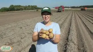 Уборка урожая 2023. Сорт 