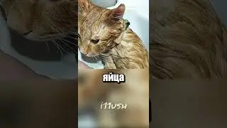 Как вывести блох у котенка