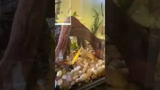 Pleco, YoYo loach, Dojo Loach, Cherry Shrimp Freshwater Aquarium Fish #shorts