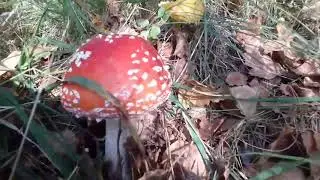 УРМОНИМИЗДА ОЛТИН КУЗ ФАСЛИ ХУКУМРОН АЛБАТТА КУРИНГ.