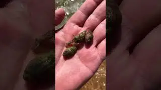 Крабы мутанты в чёрном море! Чуть не откусил палец! Витязево Анапа 5 августа 2023 