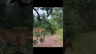 Leopard Baby Lion And Wild Duck Eagle #shorts #leopard #eagle