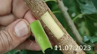 grafting a tree in summer // budding