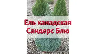 Ель канадская Сандерс Блю 🌿 Обзор: посадка и уход. саженцы ели Сандерс Блю: описание и особенности