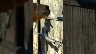 Teaching a Mustang to Side Pass Along a Fence 